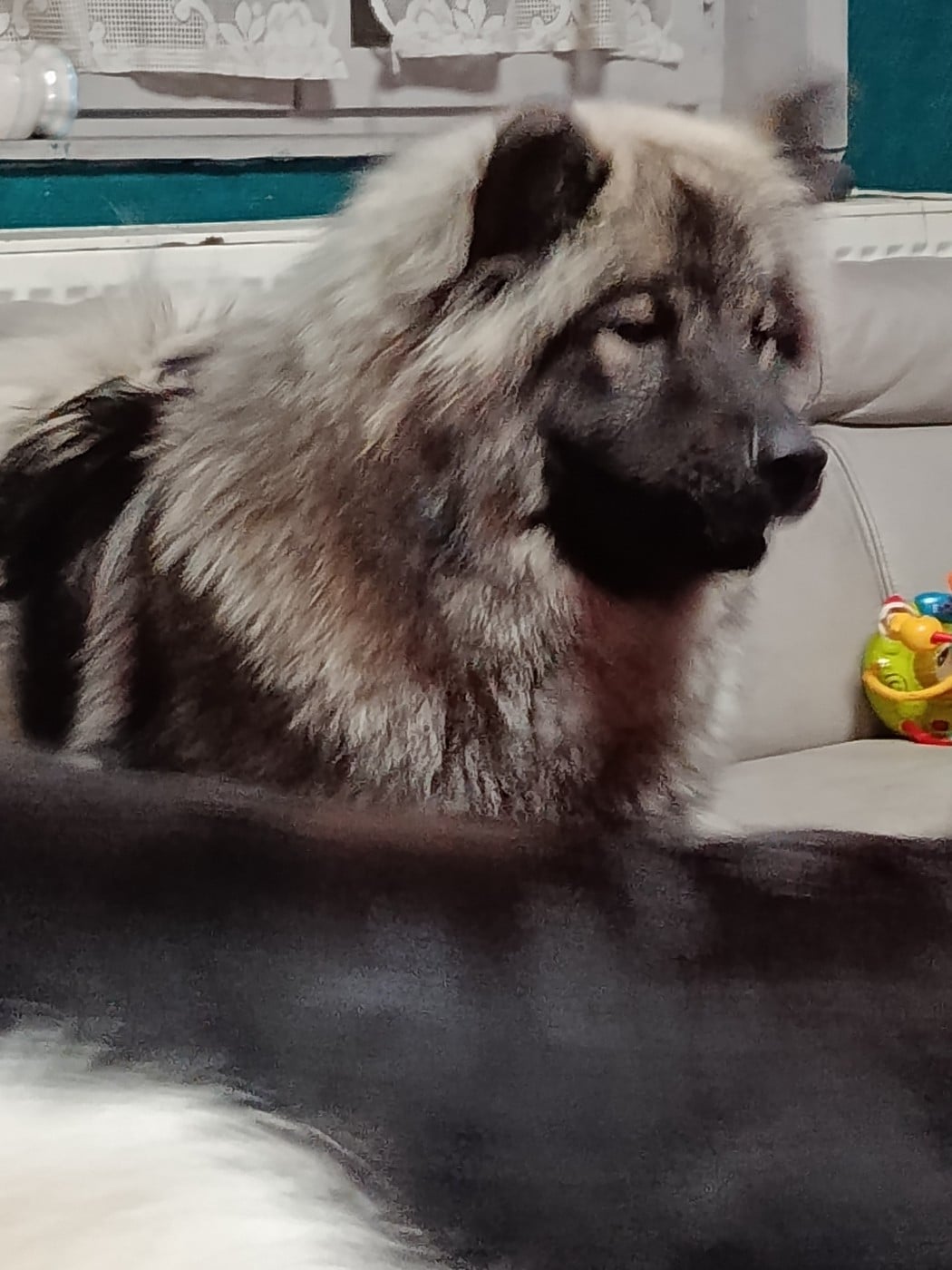 Victoire Des Geants Du Sault