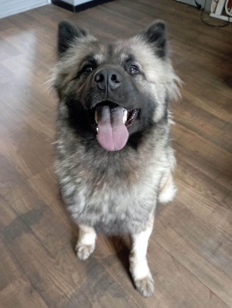 Thaisco dite tiana du mistral norman Des Geants Du Sault