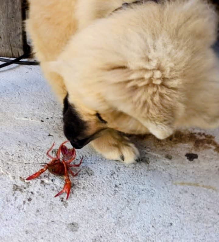 (Sans Affixe) Tasca de la source de l ' aa