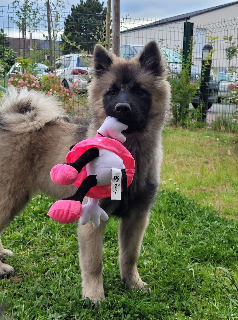 Thaisco dite tiana du mistral norman Des Geants Du Sault