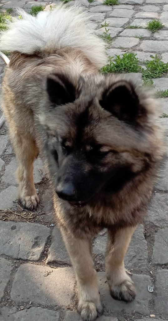 Thaisco dite tiana du mistral norman Des Geants Du Sault