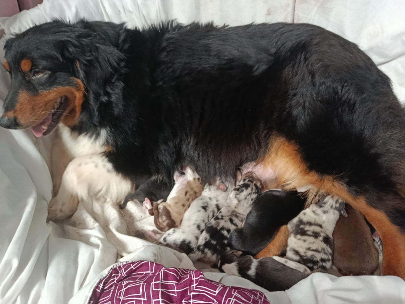 Berger Australien - Des Geants Du Sault