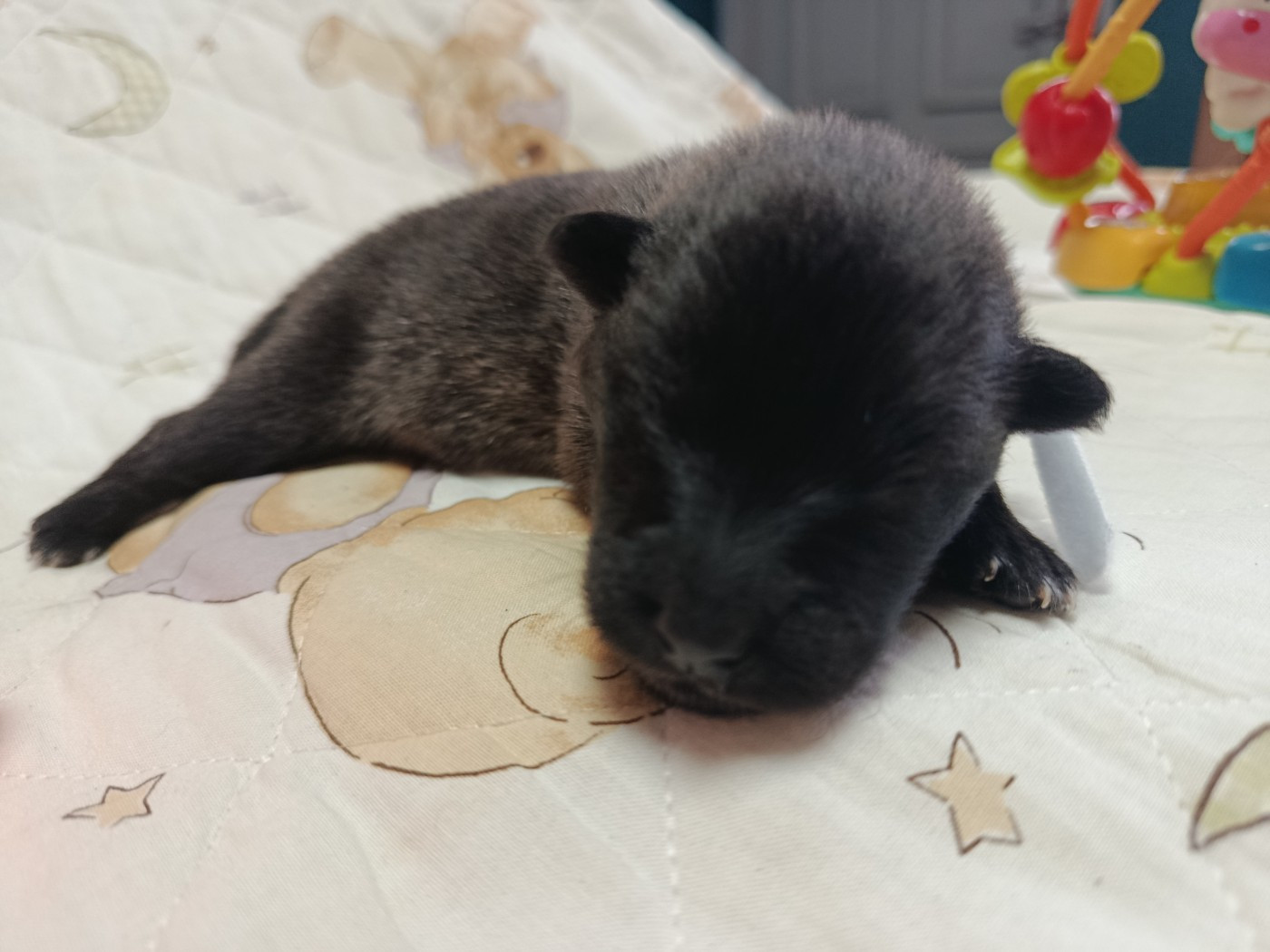 CHIOT 3 collier blanc