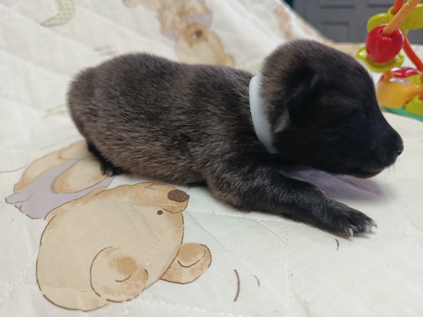 CHIOT 3 collier blanc