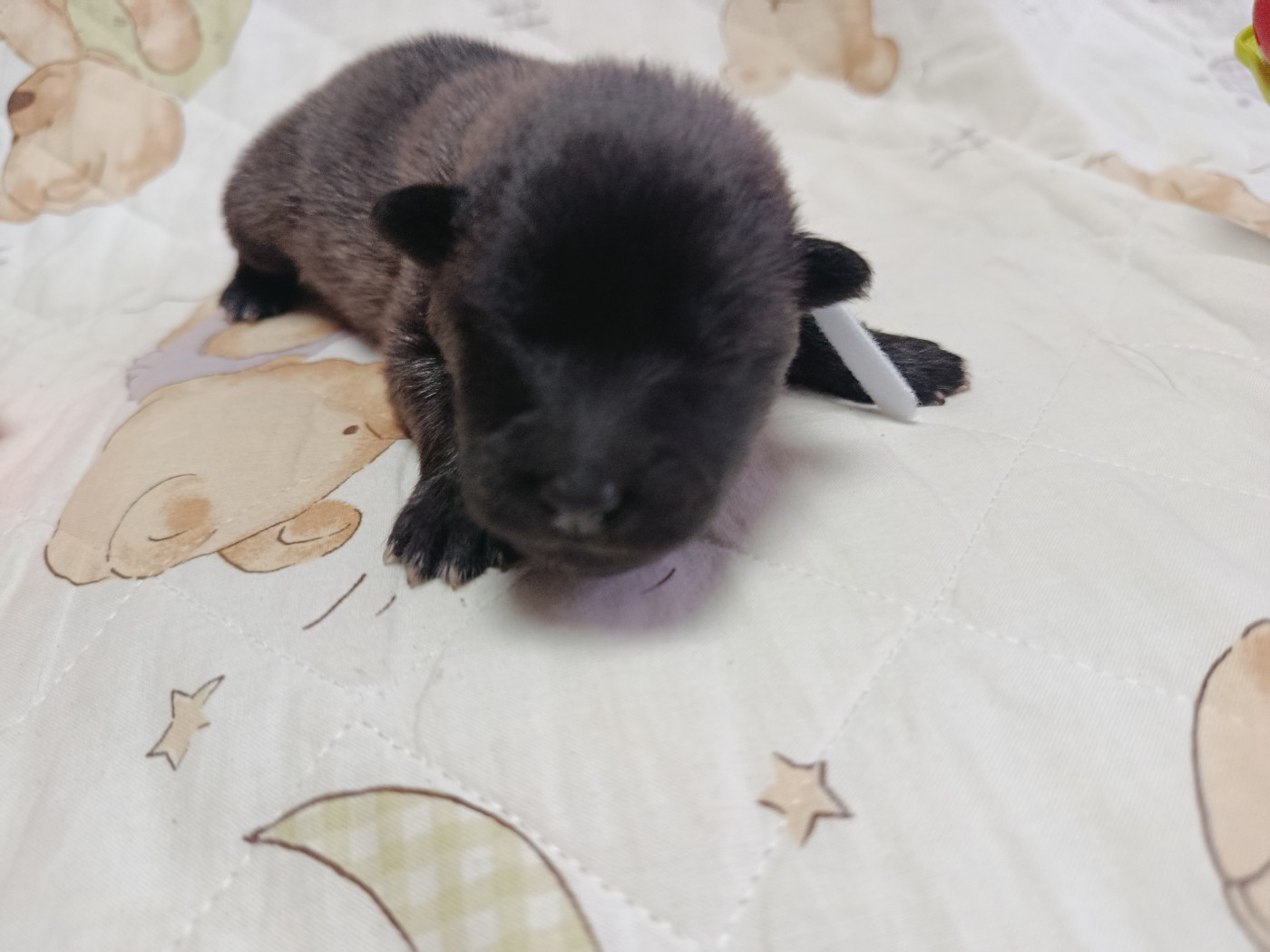 CHIOT 3 collier blanc