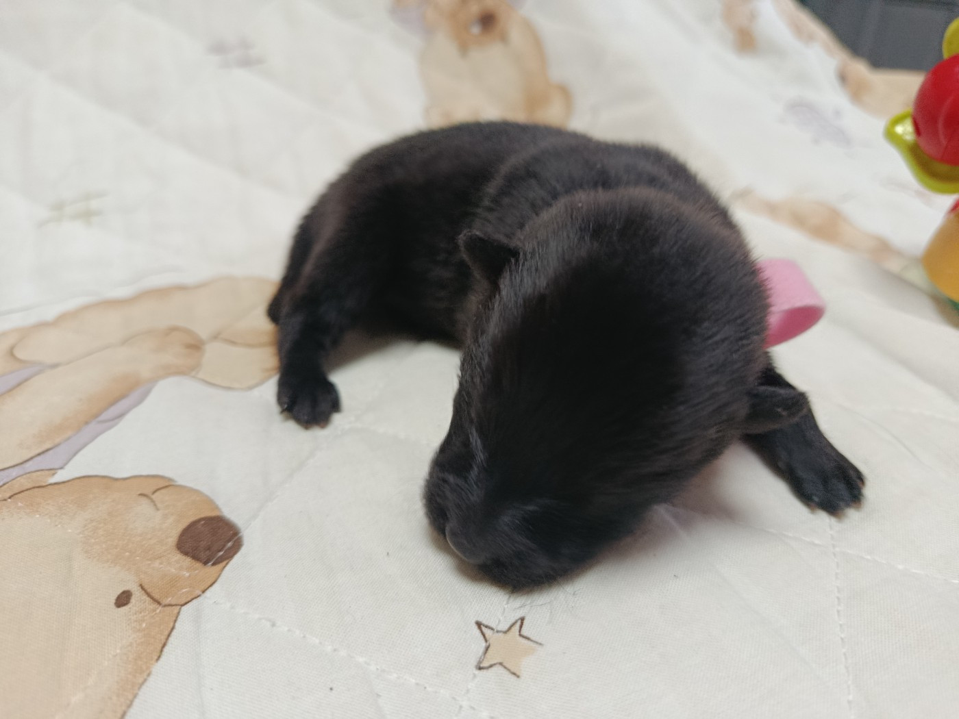 CHIOT 4 sans collier