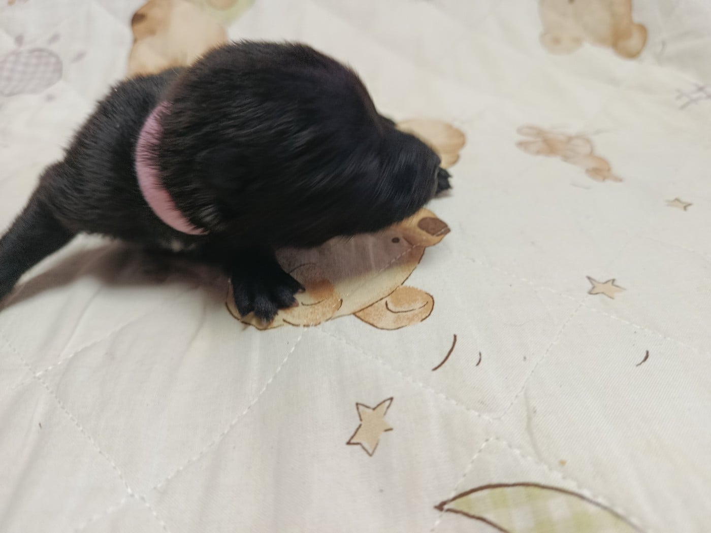 CHIOT 4 sans collier