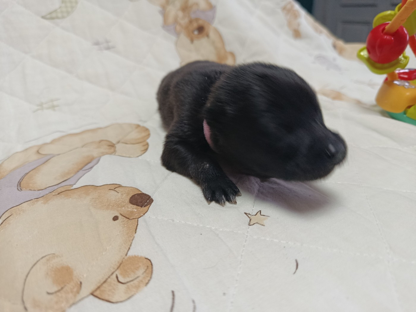 CHIOT 4 sans collier