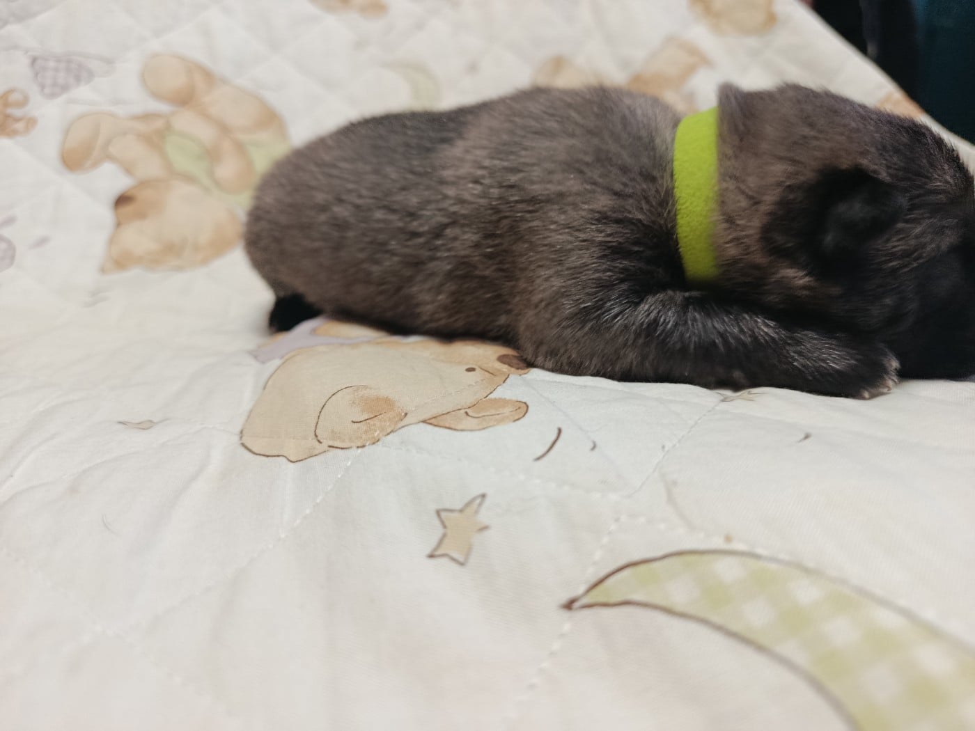 CHIOT 5 collier jaune fluo