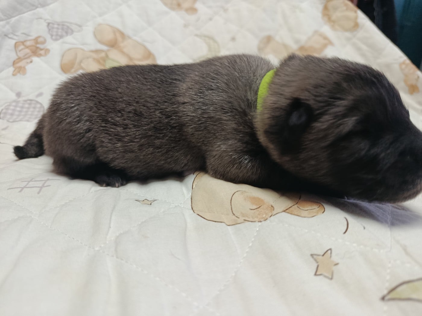 CHIOT 5 collier jaune fluo