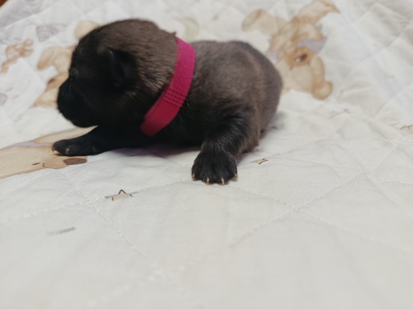 CHIOT 1 collier fushia