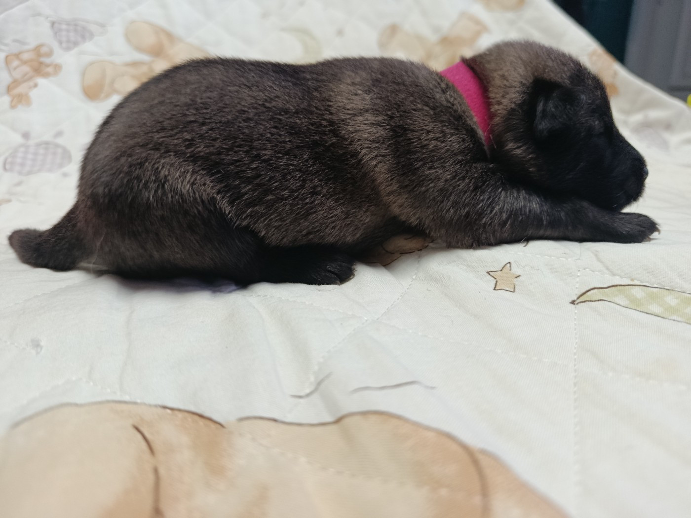 CHIOT 1 collier fushia