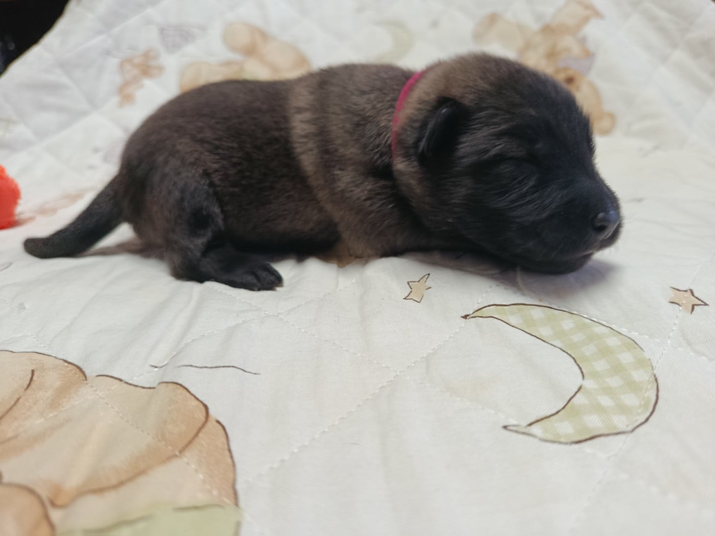 CHIOT 1 collier fushia