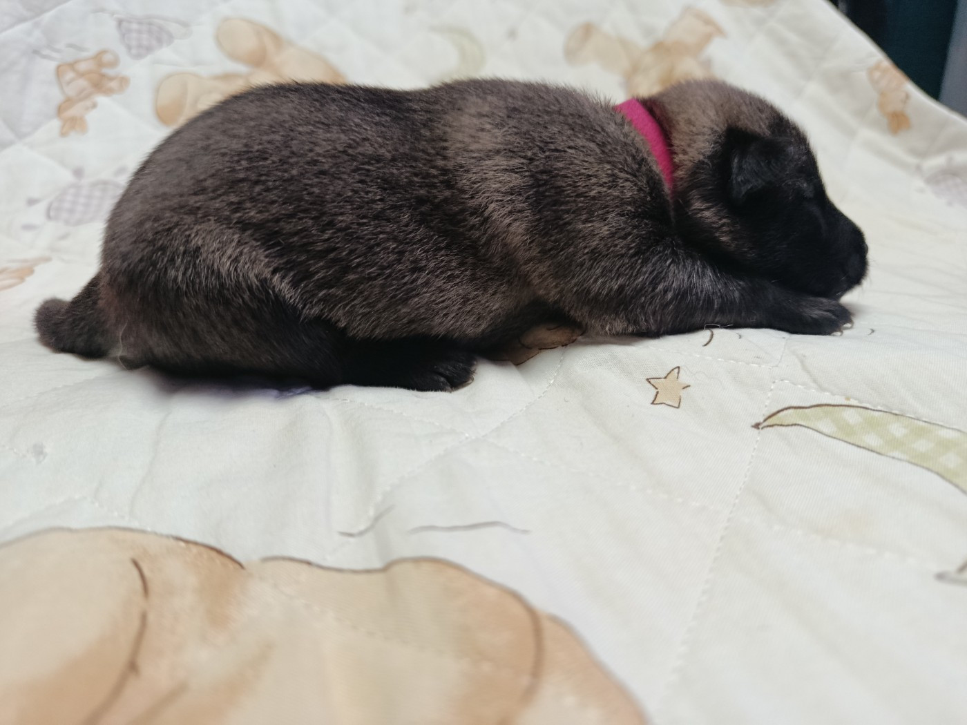 CHIOT 1 collier fushia