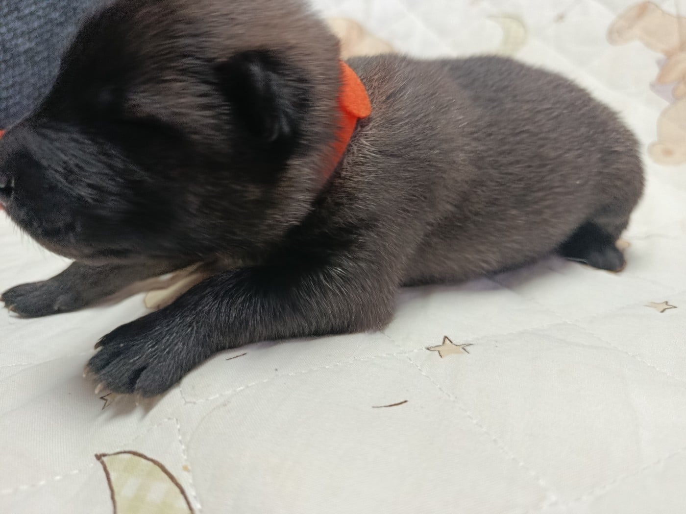 Eurasier - Des Geants Du Sault