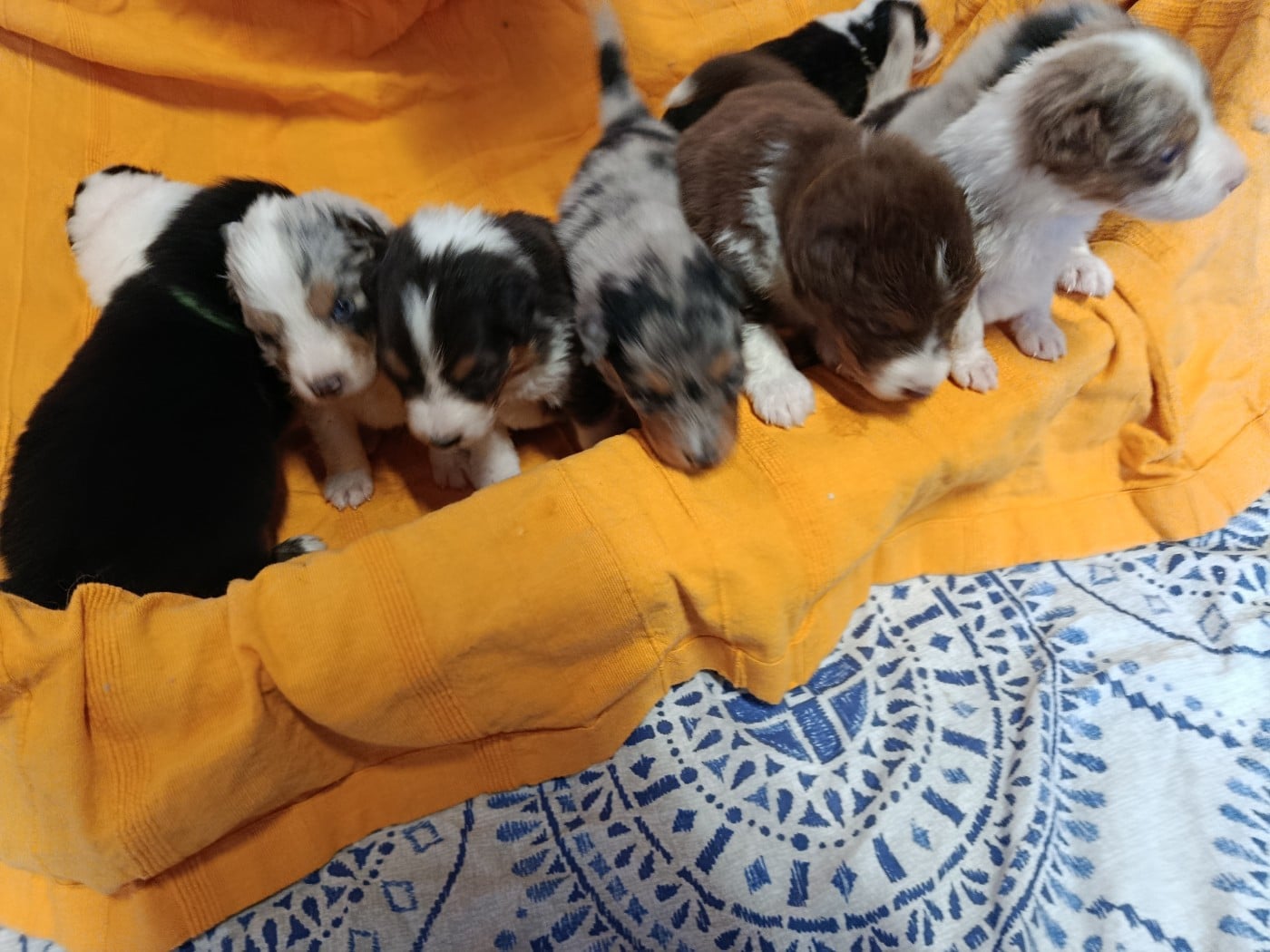 Berger Australien - Des Geants Du Sault