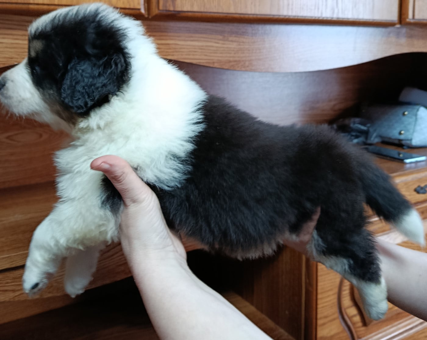 Berger Australien - Des Geants Du Sault