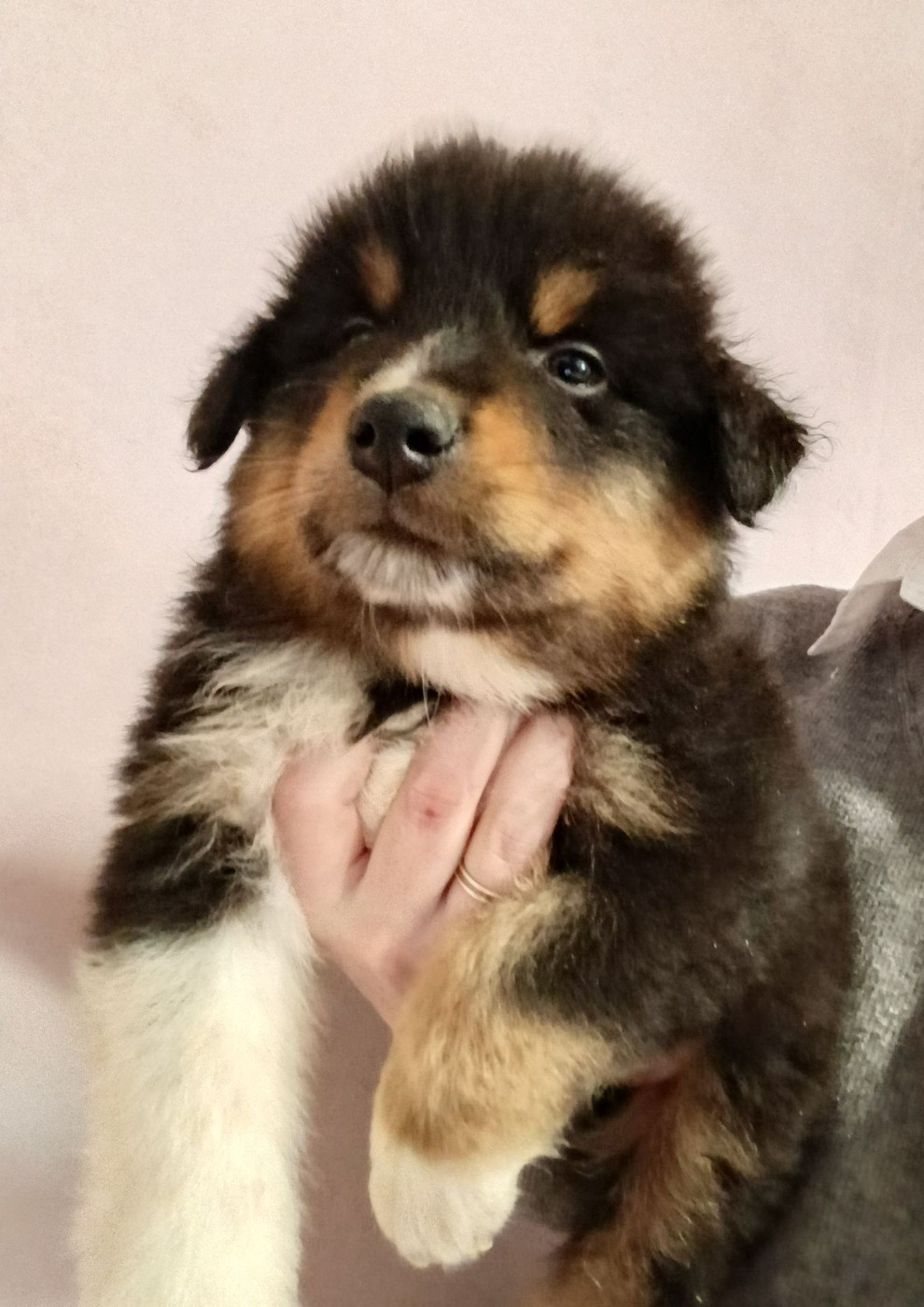 Noir tri - Berger Australien