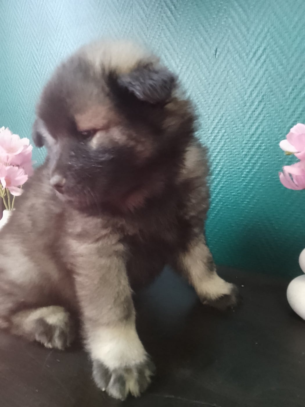 Eurasier - Des Geants Du Sault
