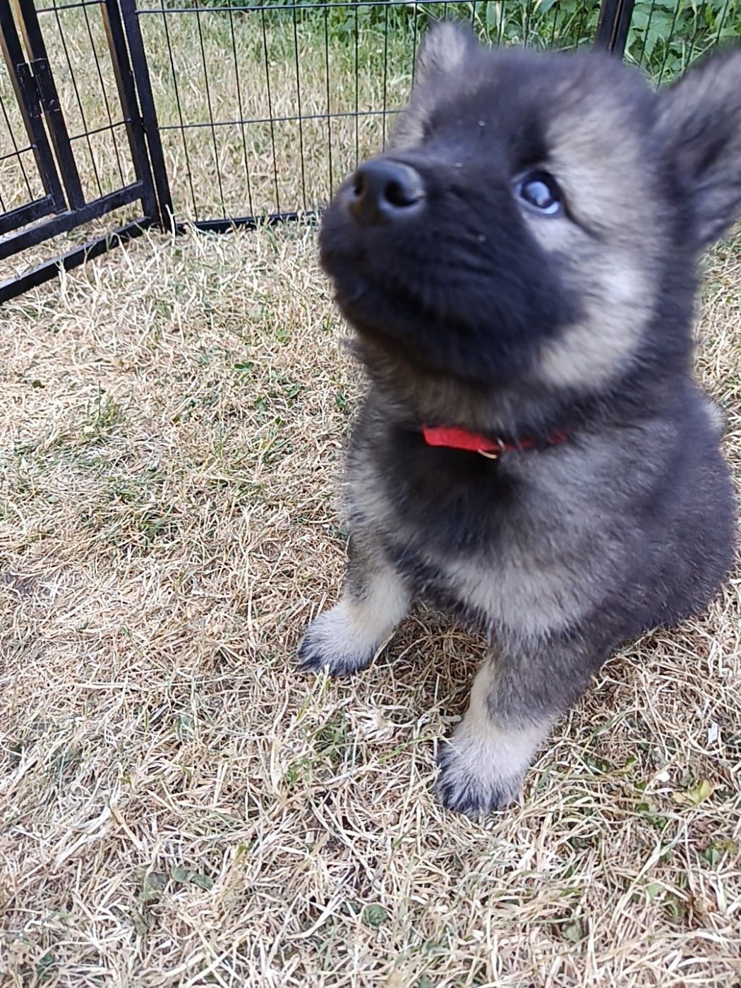 CHIOT collier rouge
