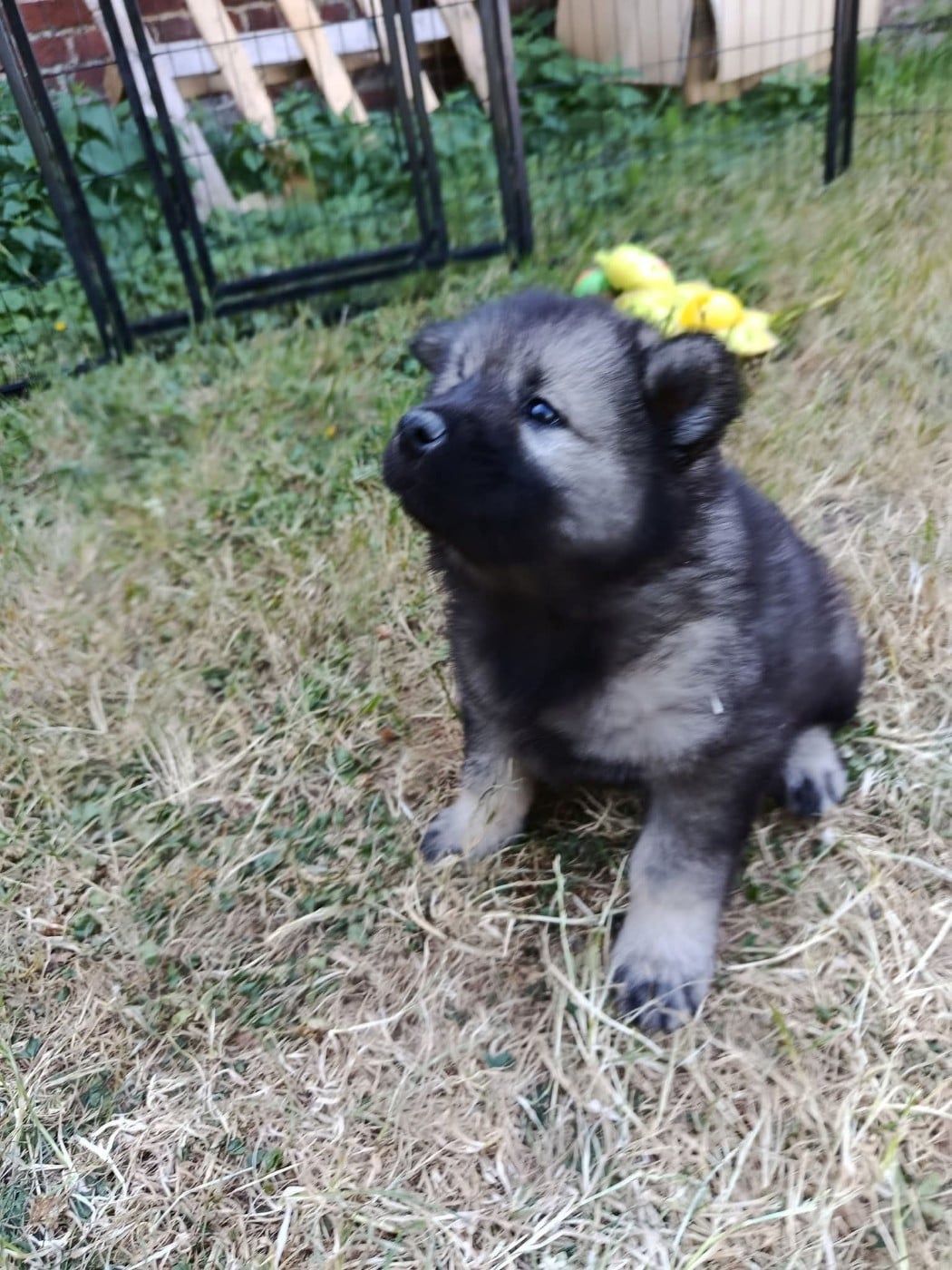 CHIOT femelle collier rose