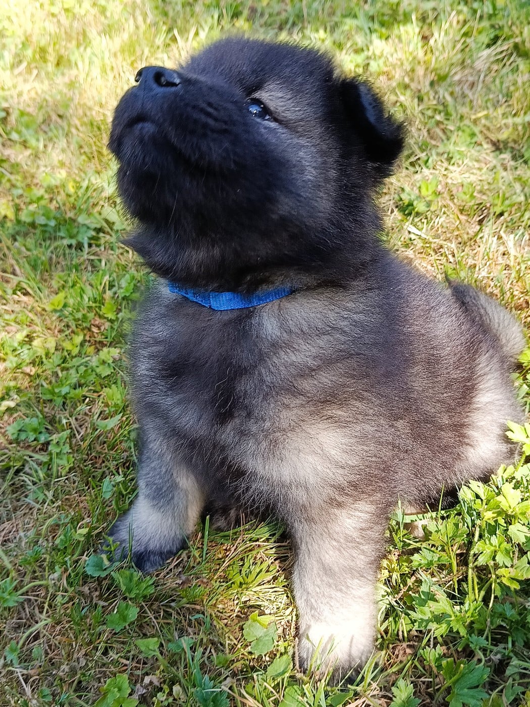 CHIOT collier bleu