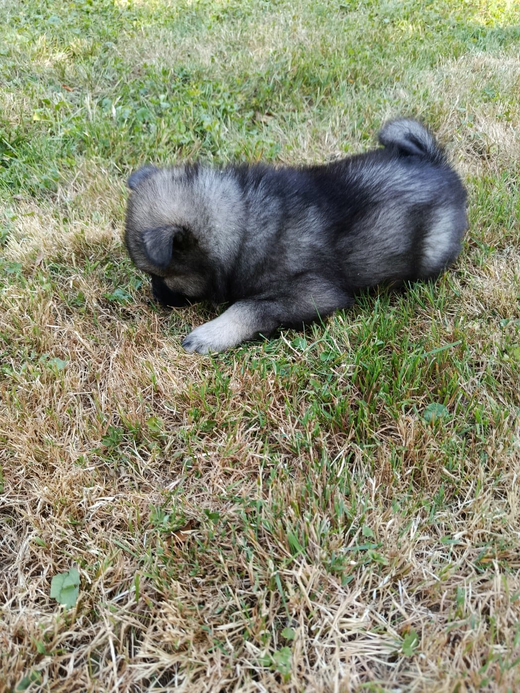 CHIOT collier bleu ciel