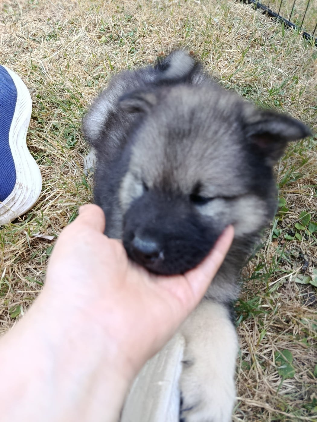 CHIOT collier bleu ciel