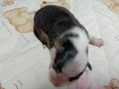 Les chiots de Berger Australien