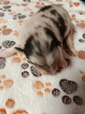 Les chiots de Berger Australien