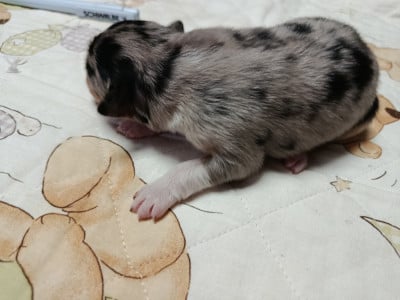 Les chiots de Berger Australien
