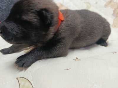 Les chiots de Eurasier