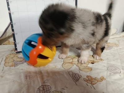 Les chiots de Berger Australien
