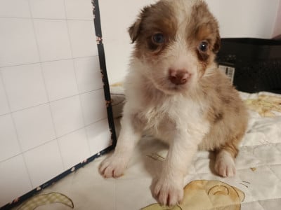 Les chiots de Berger Australien