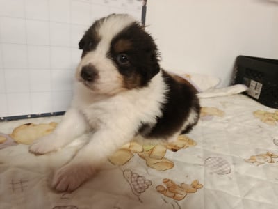 Les chiots de Berger Australien