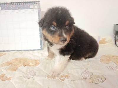 Les chiots de Berger Australien