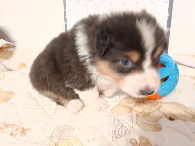 Les chiots de Berger Australien