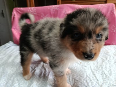 Les chiots de Berger Australien