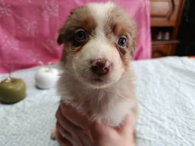 Les chiots de Berger Australien