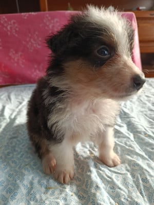 Les chiots de Berger Australien