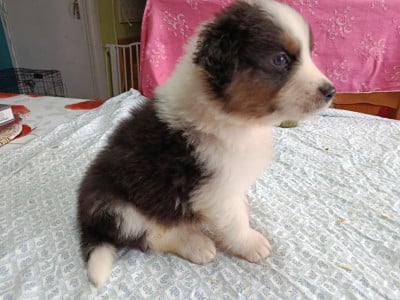 Les chiots de Berger Australien