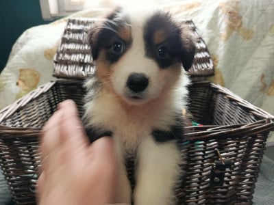 Les chiots de Berger Australien