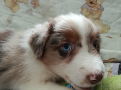 Les chiots de Berger Australien