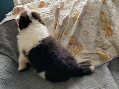 Les chiots de Berger Australien