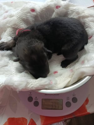Les chiots de Eurasier