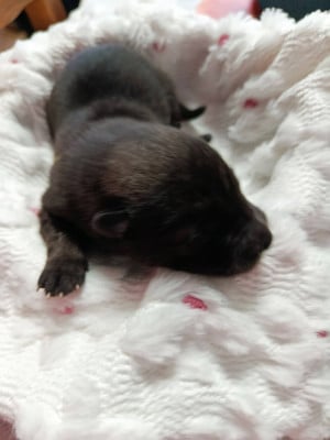Les chiots de Eurasier