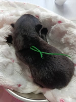 Les chiots de Eurasier