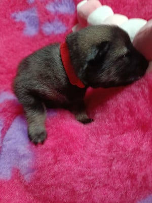 Les chiots de Eurasier