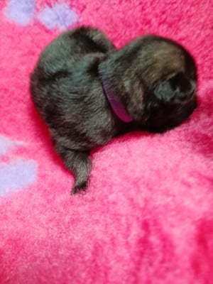 Les chiots de Eurasier