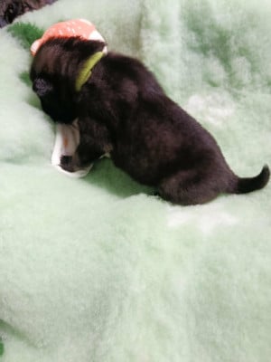Les chiots de Eurasier